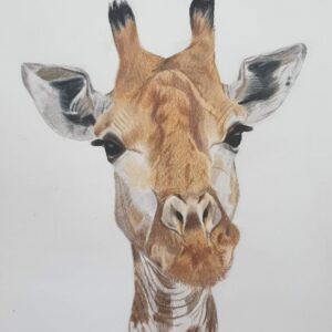 Giraff