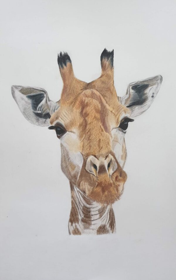 Giraff