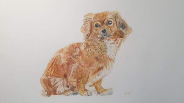 Hund