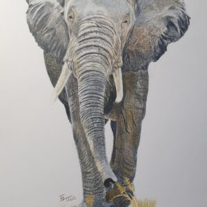Elefant