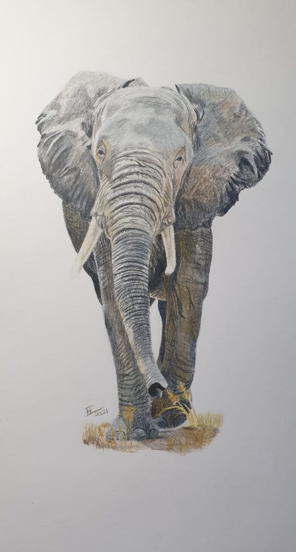 Elefant