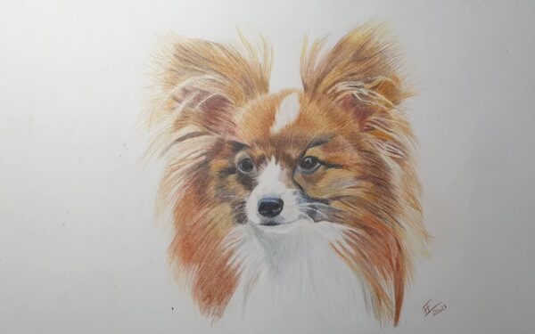 Papillon